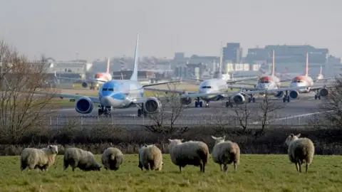 PA Media Four aeroplanes line up for take off at London Gatwick Airport. In the foreground, seven sheep stand around on a bank of grass. 