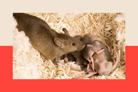 Universal Images Group via Getty Images A rat with her litter in a nest