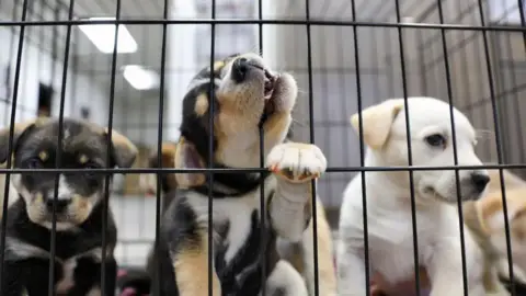 Getty Images A close-up shot of puppies in a cage. One has its paw on the wire and is biting the cage.